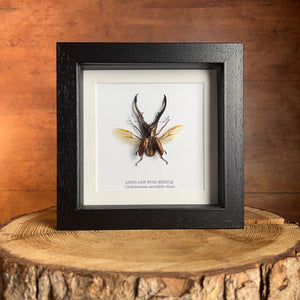 A Cyclommatus metal lifer finae (long-jaw stag beetle) specimen in a black wooden frame. The frame is stood on a log slice in front of a wood panel background.