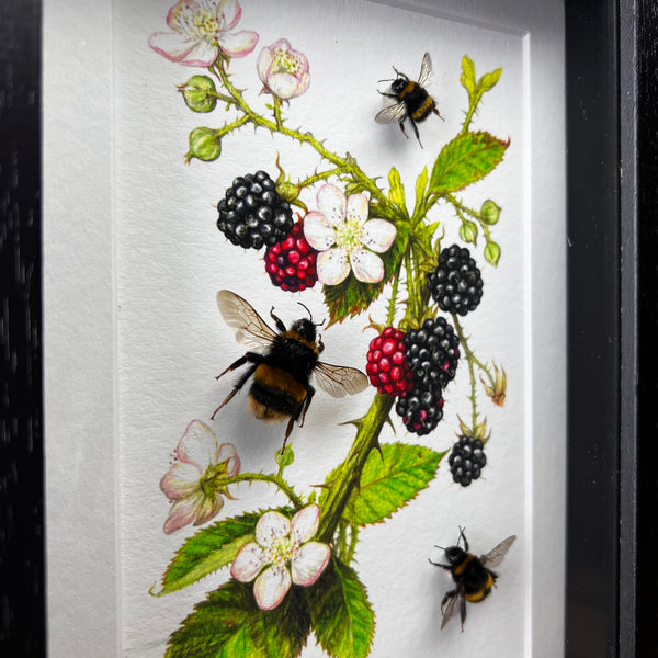 British pollinators on bramble