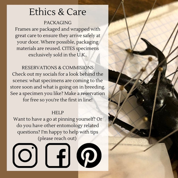 Aega Morpho - Morpho aega