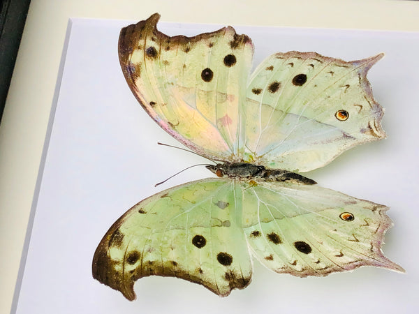 Forest Mother-of-Pearl - Protogoniomorpha (Salamis) parhassus