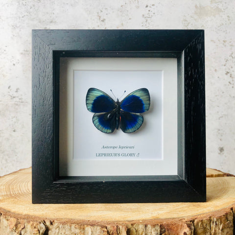 Leprieure's Glory Butterfly - Asterope leprieuri