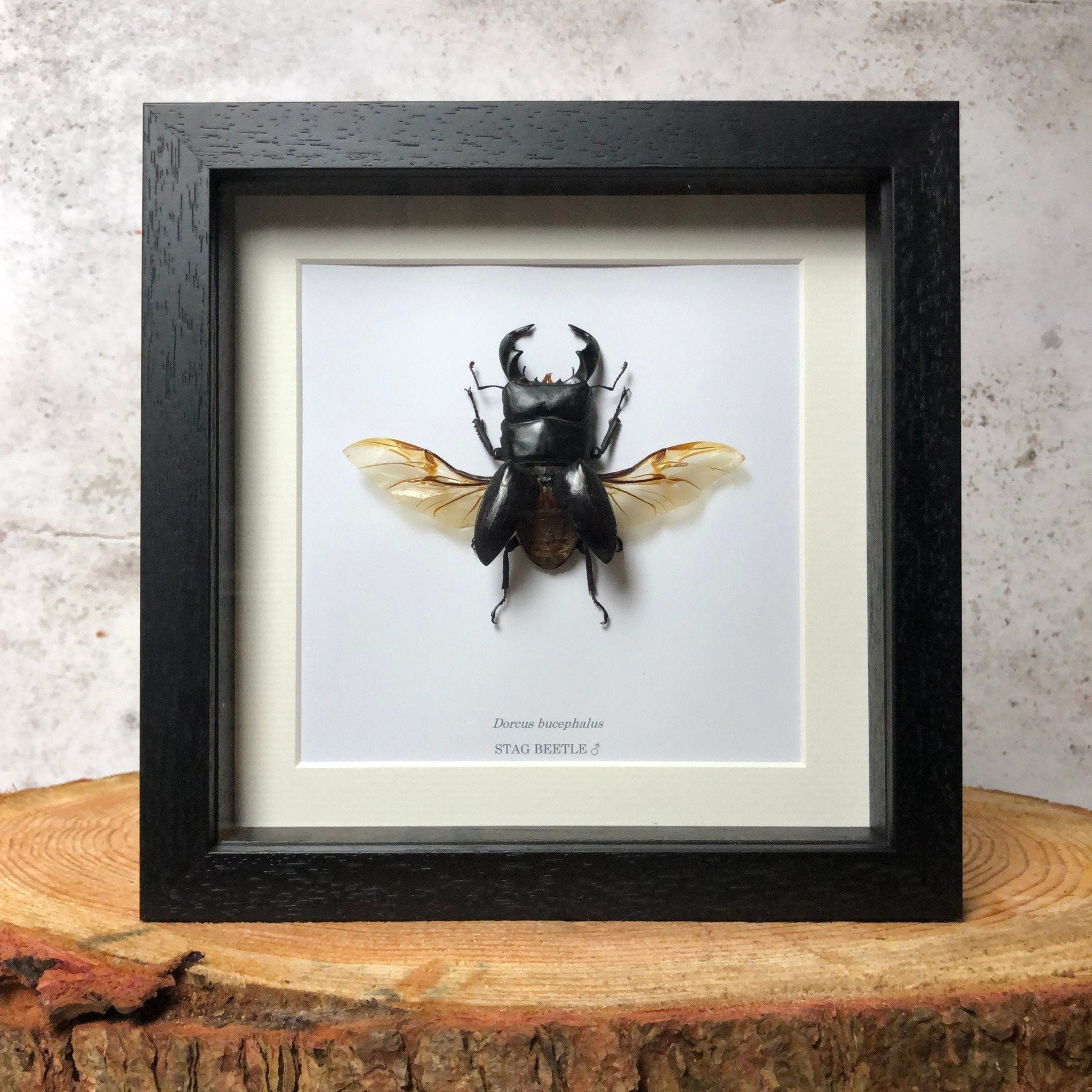 Stag Beetle - Dorcus bucephalus (SPREAD WINGS)