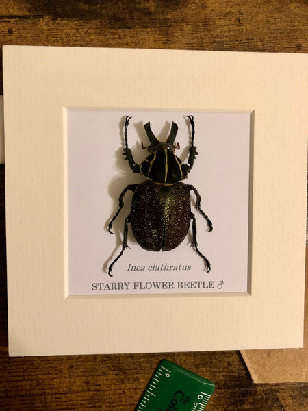Starry Flower Beetle - Inca clathratus sommeri