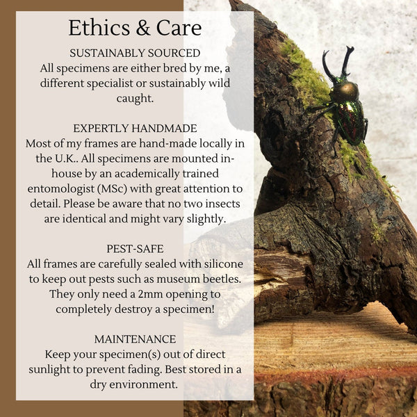 Aega Morpho - Morpho aega