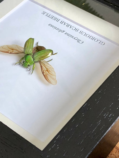 Glorious Scarab Beetle - Chrysina gloriosa (SPREAD WINGS)