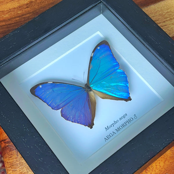 Aega Morpho - Morpho aega