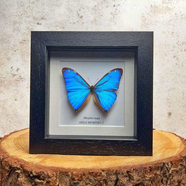 Aega Morpho - Morpho aega