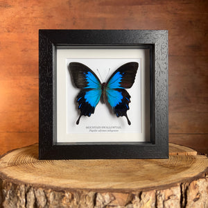 A Papilio ulysses telegonus swallowtail butterfly mounted in a black wooden frame. The frame is stood on a log slice in front of a wood panel background.