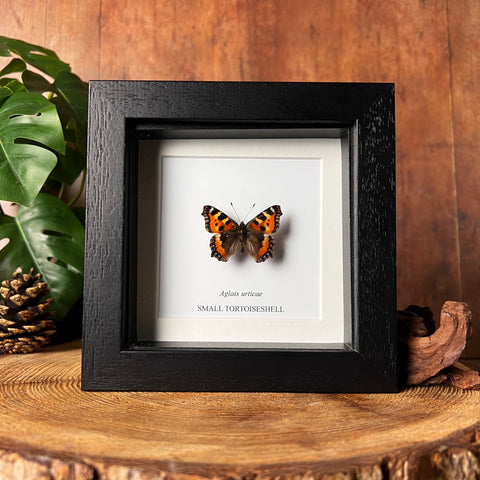 Small Tortoiseshell Butterfly - Aglais urticae