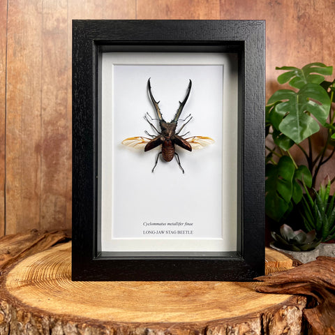 Long-Jaw Stag Beetle - Cyclommatus metallifer