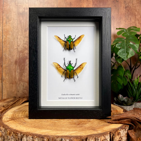 Metallic Flower Beetle - Eudicella colmanti