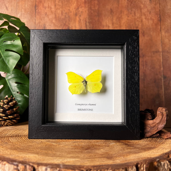 Brimstone Butterfly - Gonepteryx rhamni