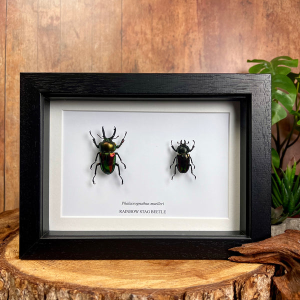 Rainbow Stag Beetle - Phalacrognathus muelleri