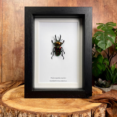 Rainbow Stag Beetle - Phalacrognathus muelleri