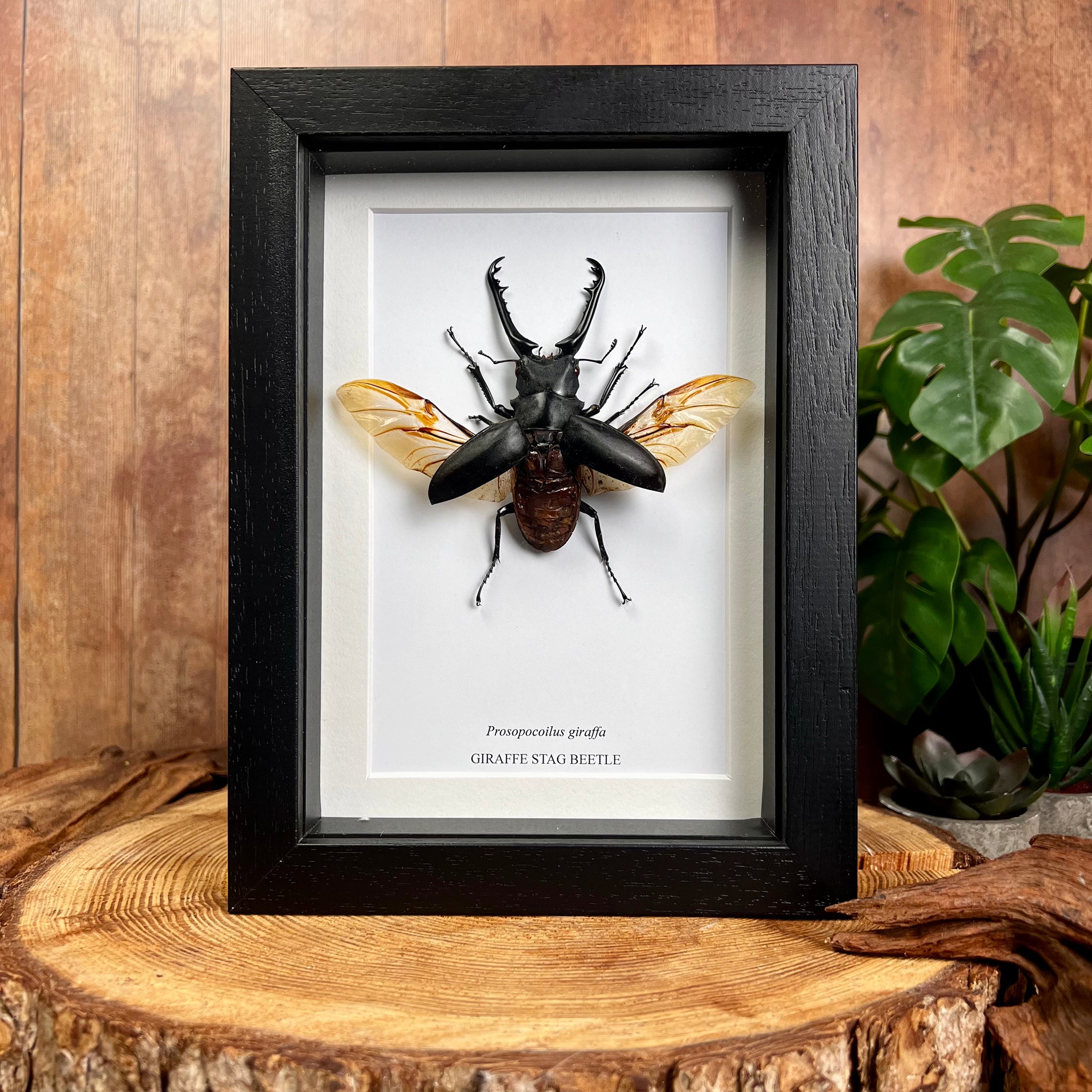 Framed Giraffe Stag Beetle - Prosopocoilus giraffa (SPREAD WINGS)