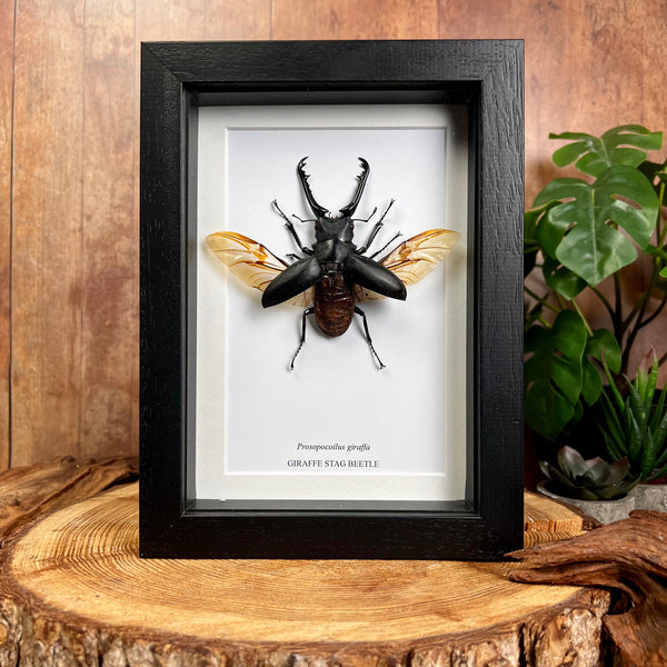 Framed Giraffe Stag Beetle - Prosopocoilus giraffa (SPREAD WINGS)
