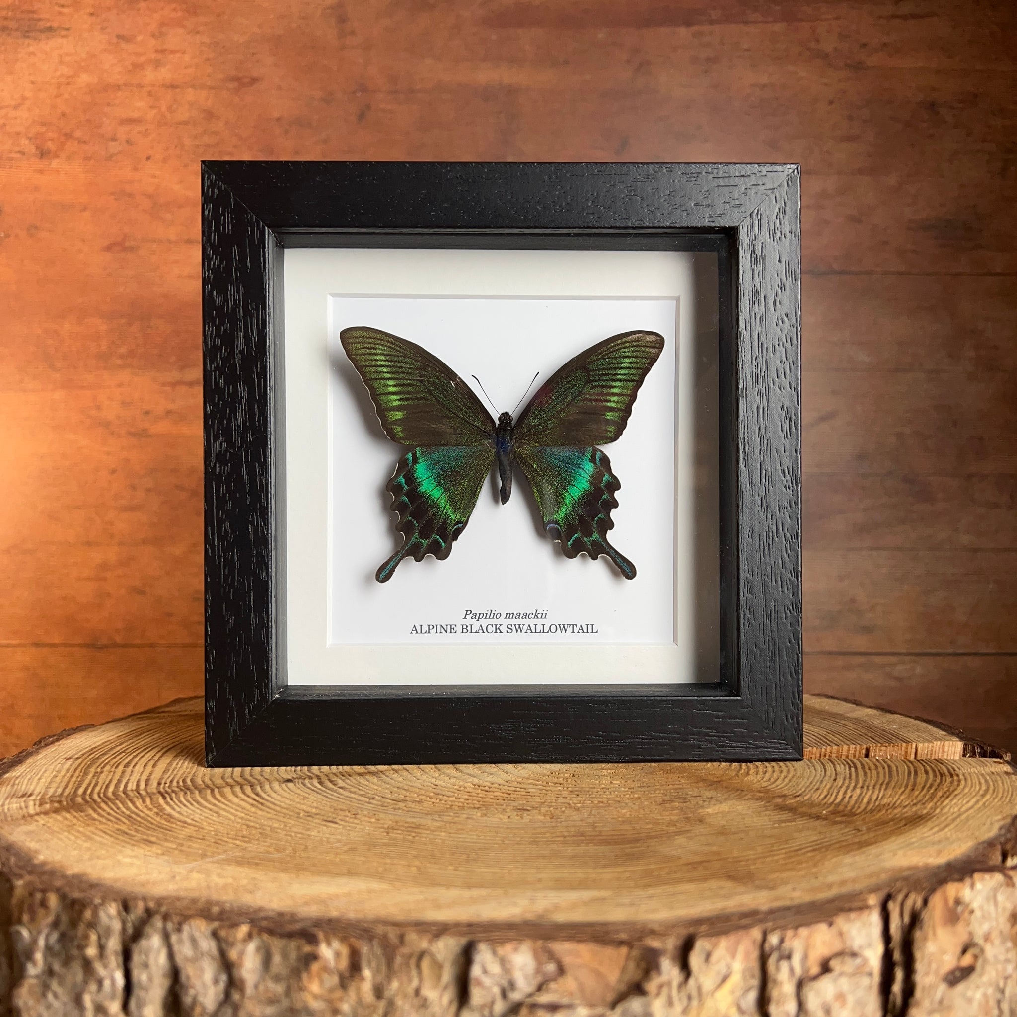 Alpine Black Swallowtail - Papilio maackii