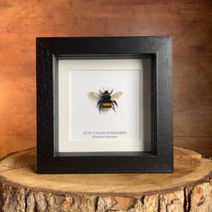 Buff-tailed Bumblebee - Bombus terrestris (Queen)