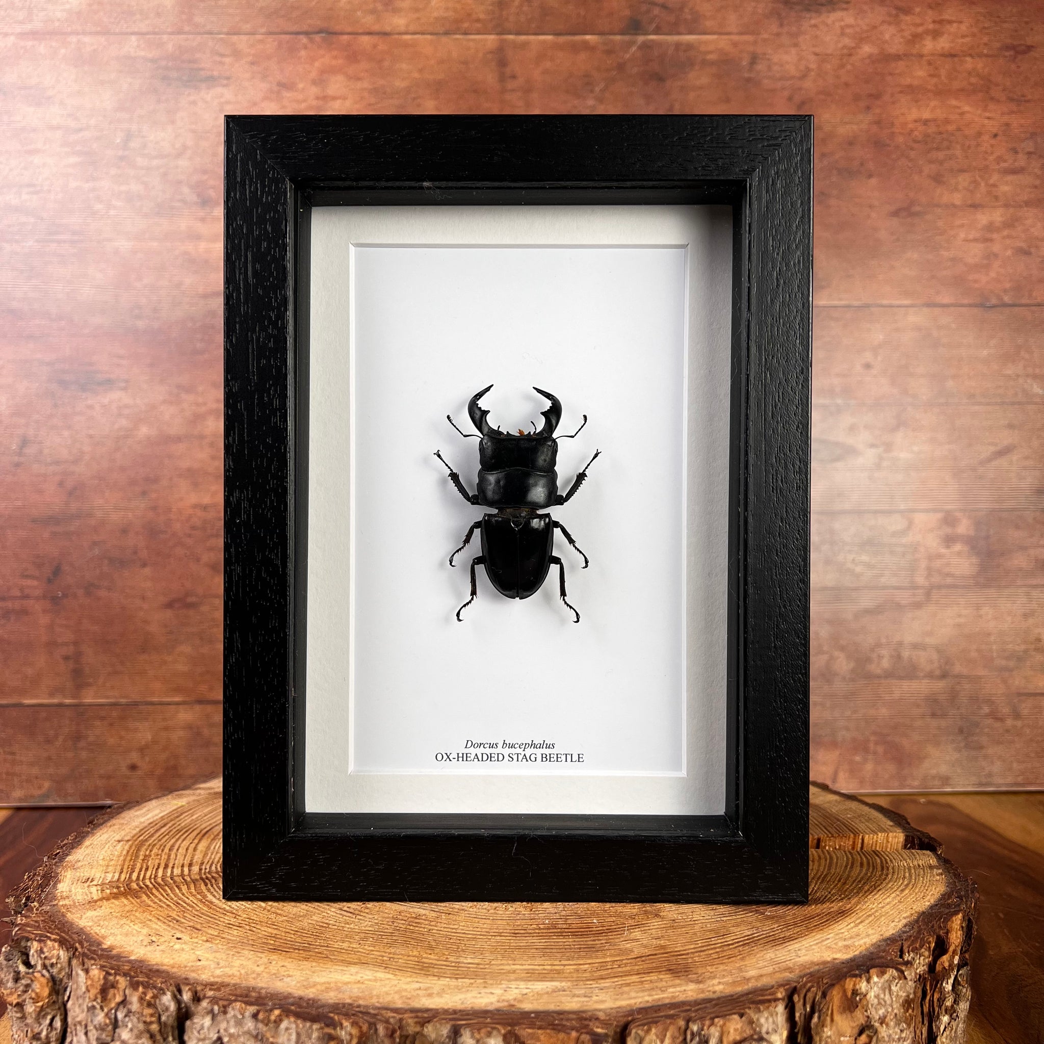 Ox-Headed Stag Beetle - Dorcus bucephalus