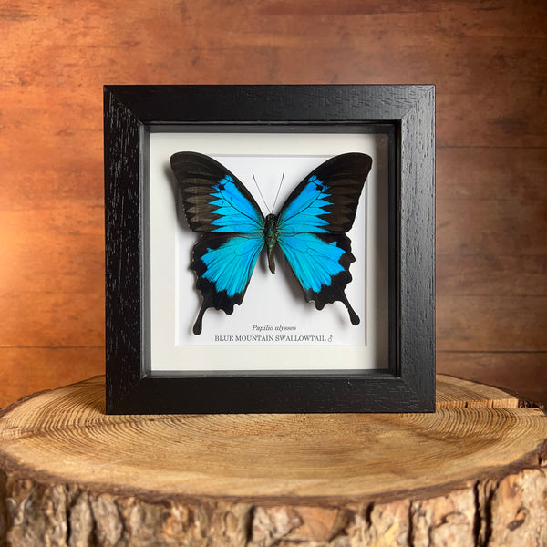 Blue Mountain Swallowtail - Papilio ulysses