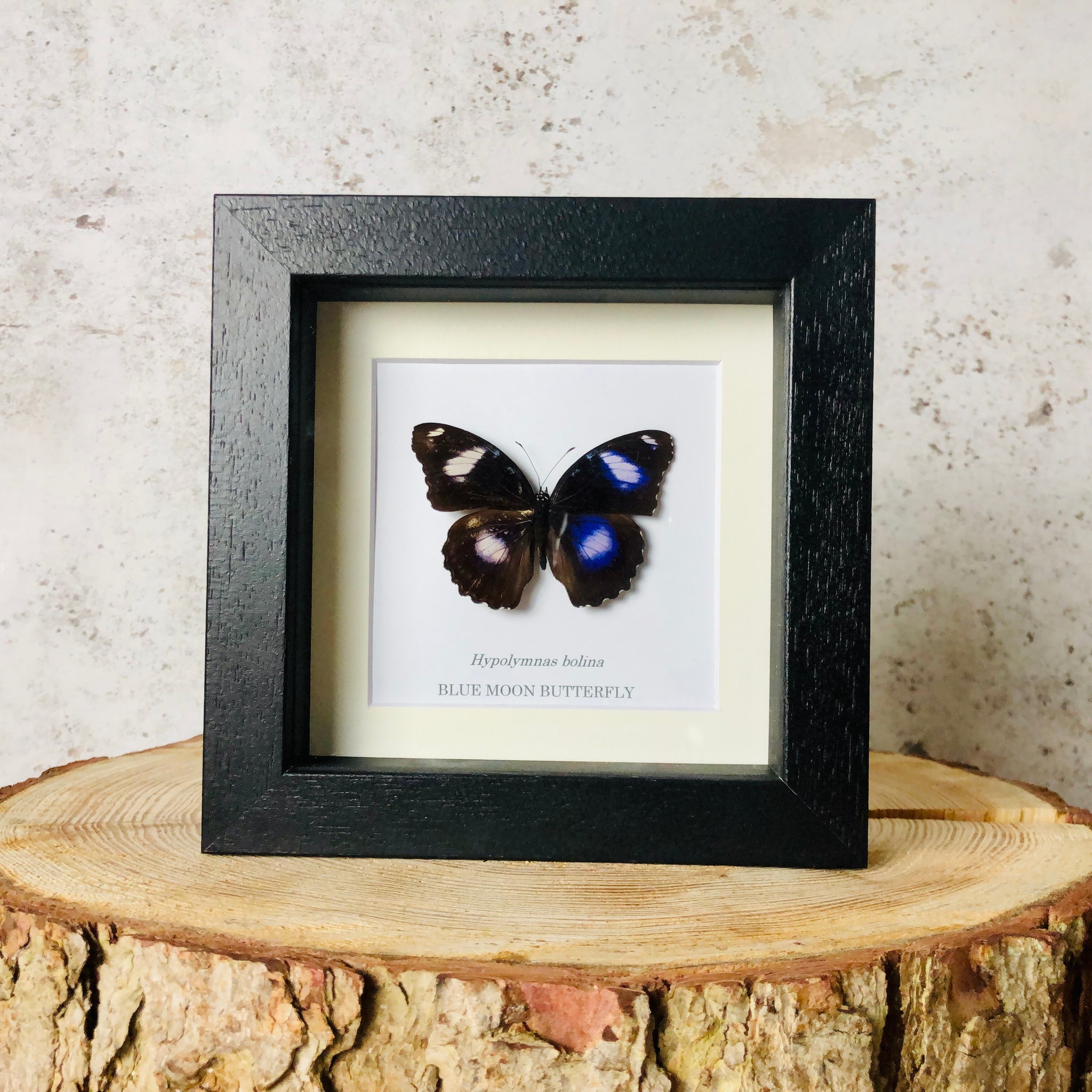 Blue Moon Butterfly - Hypolimnas bolina
