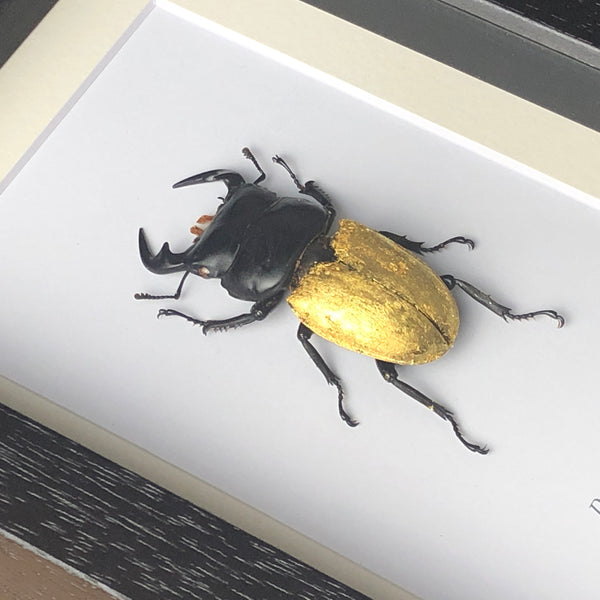 GILDED Stag Beetle - Dorcus bucephalus