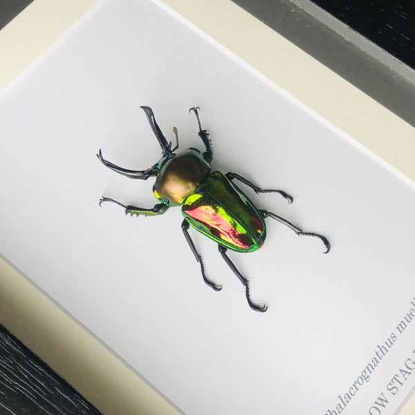 Rainbow Stag Beetle - Phalacrognathus muelleri