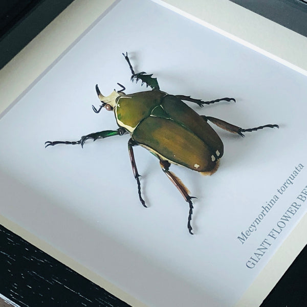 Male Giant Flower Beetle - Mecynorhina torquata