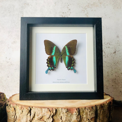 Peacock Swallowtail - Papilio blumei