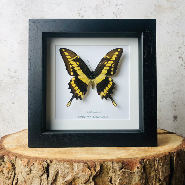 King Swallowtail - Papilio thoas