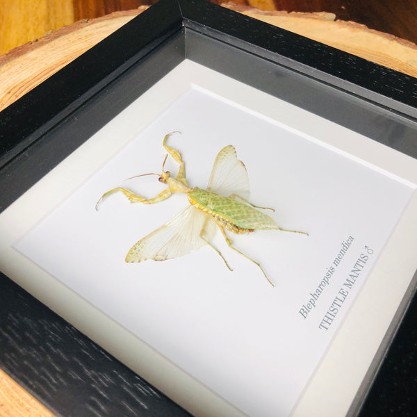 Thistle Mantis - Blepharopsis mendica