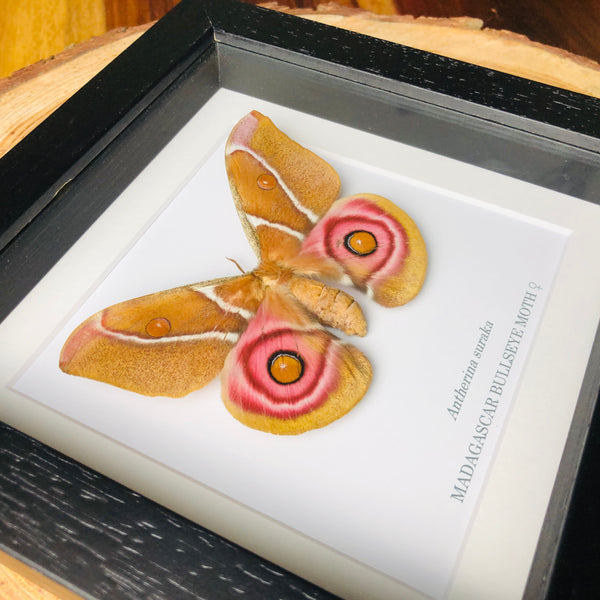 Madagascar Bullseye Moth - Antherina suraka