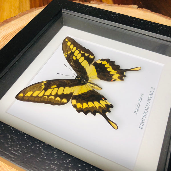 King Swallowtail - Papilio thoas