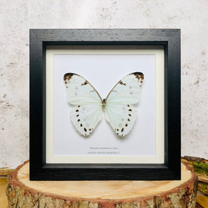 White Ghost Morpho - Morpho polyphemus luna