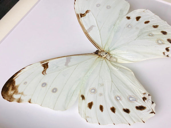 White Ghost Morpho - Morpho polyphemus luna