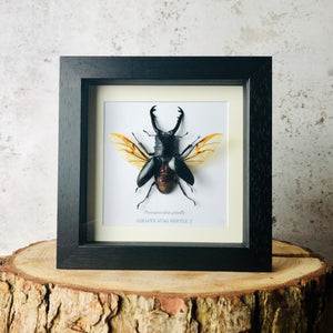 Framed Giraffe Stag Beetle - Prosopocoilus giraffa (SPREAD WINGS)