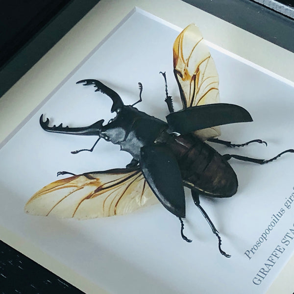 Framed Giraffe Stag Beetle - Prosopocoilus giraffa (SPREAD WINGS)