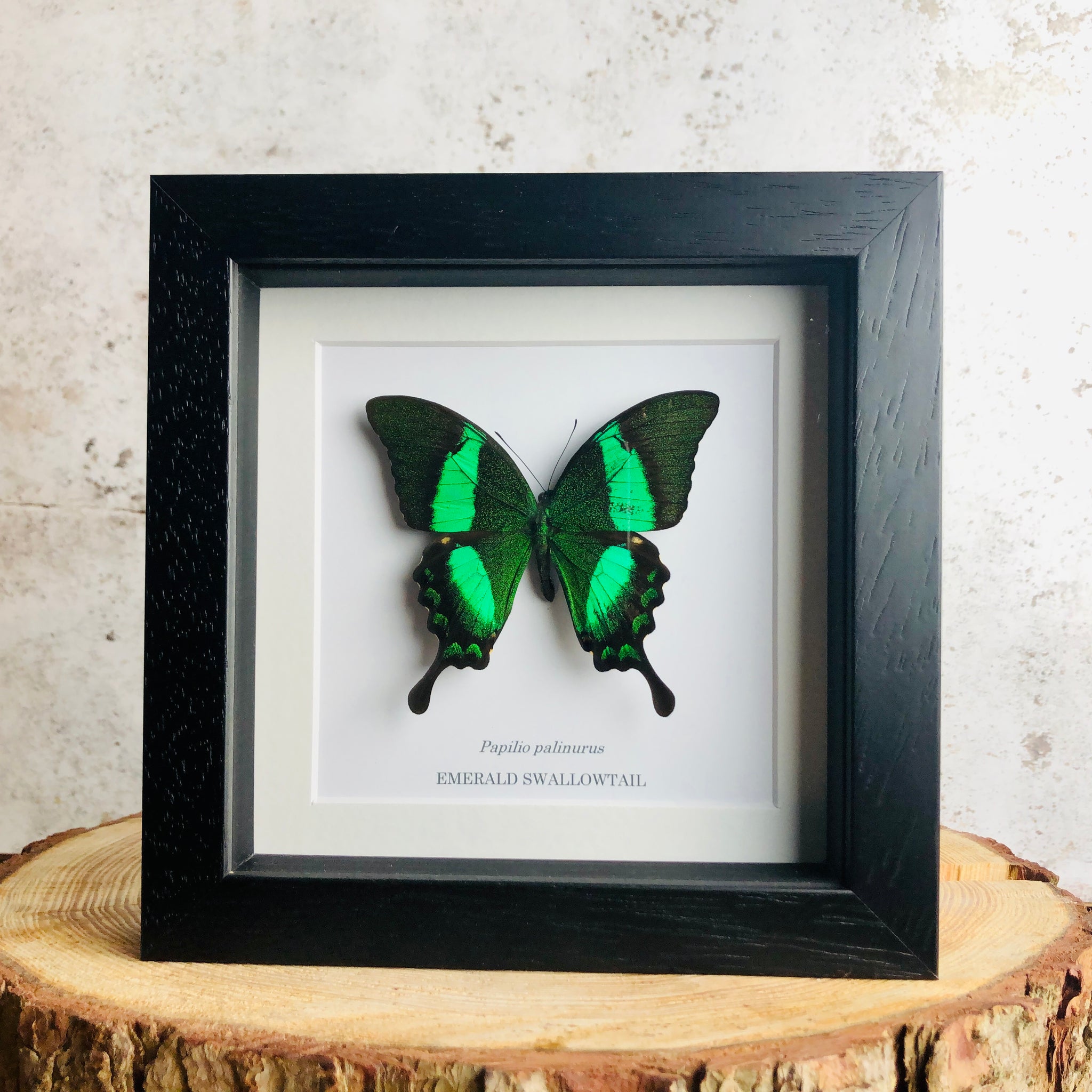 Emerald Swallowtail - Papilio palinurus
