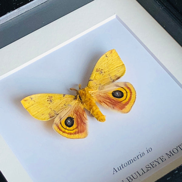 American Bullseye Moth - Automeris io