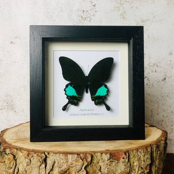 Jungle Jade Butterfly - Papilio karna