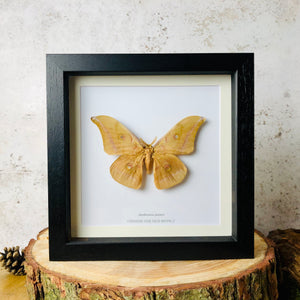Chinese Oak Silk Moth - Antheraea pernyi