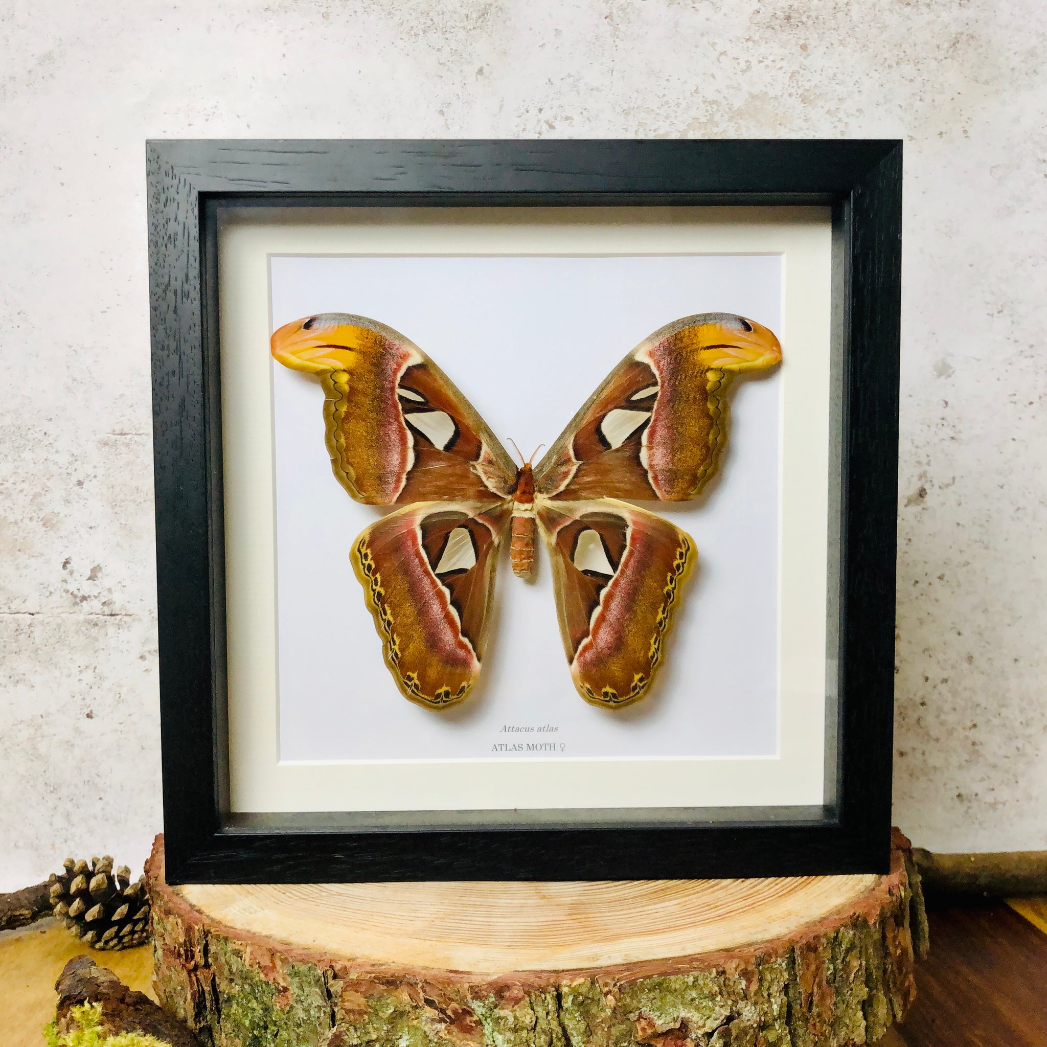 Atlas moth - Attacus atlas