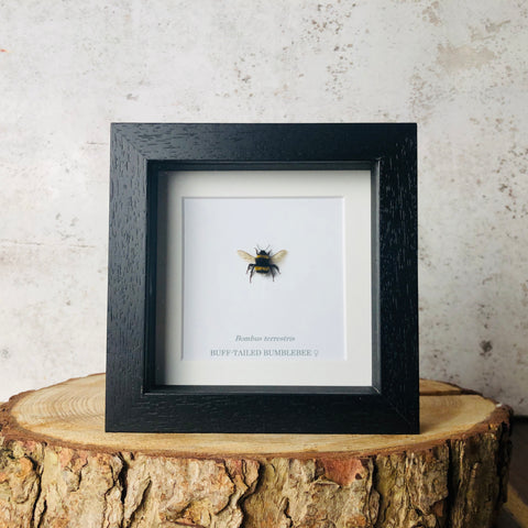 Buff-tailed Bumblebee - Bombus terrestris