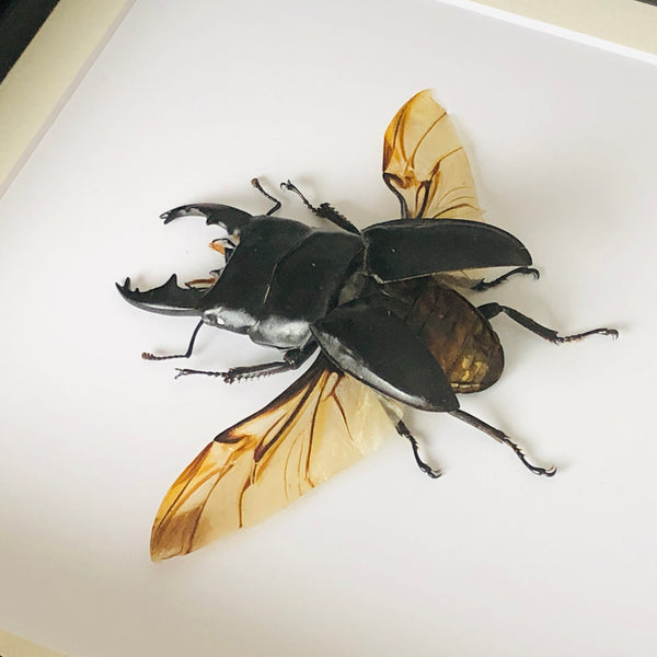 Stag Beetle - Dorcus alcides (SPREAD WINGS)