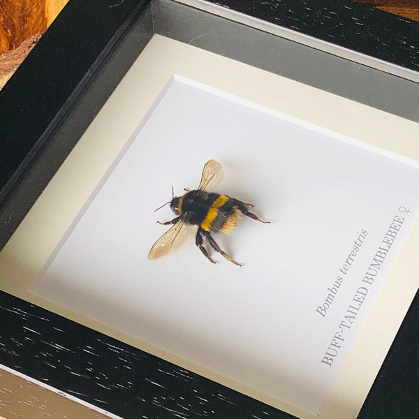 Buff-tailed Bumblebee - Bombus terrestris (Queen)