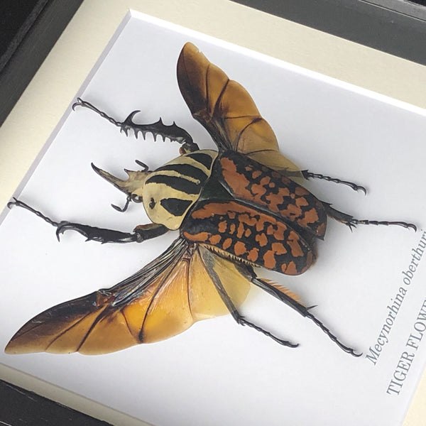 Male Tiger Flower Beetle - Mecynorhina oberthuri