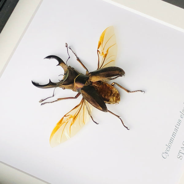 Framed Stag Beetle - Cyclommatus elaphus (SPREAD WINGS)
