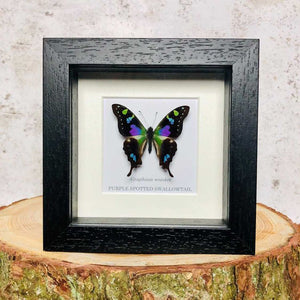 Purple Spotted Swallowtail - Graphium weiskei
