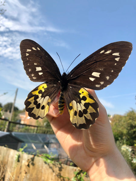 Rothschilds Birdwing - Ornithoptera rothschildi. Female