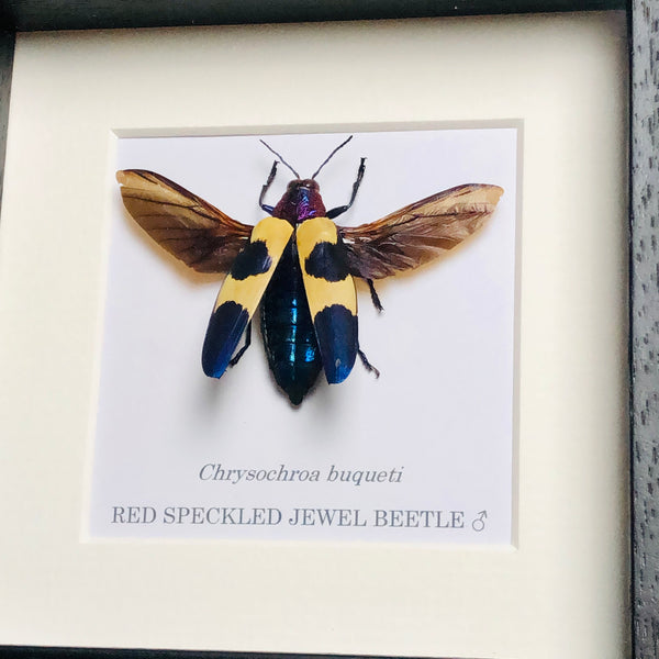 Red Speckled Jewel Beetle - Chrysochroa buqueti (SPREAD WINGS)